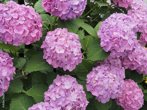 庭に咲いた紫陽花_2