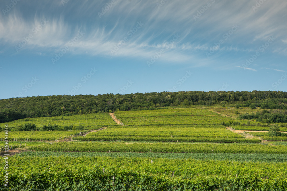 Fototapeta premium beautiful summer landscape with nature of the republic of Moldova. rural life in eastern Europe