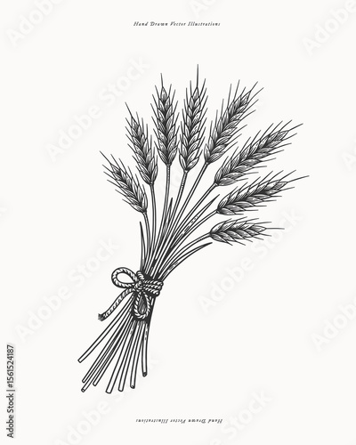 Bundle of wheat ears tied with rope. Hand drawn vintage style black and white vector illustration. Harvest and farming concept. Design for print, card, invitation, poster, banner