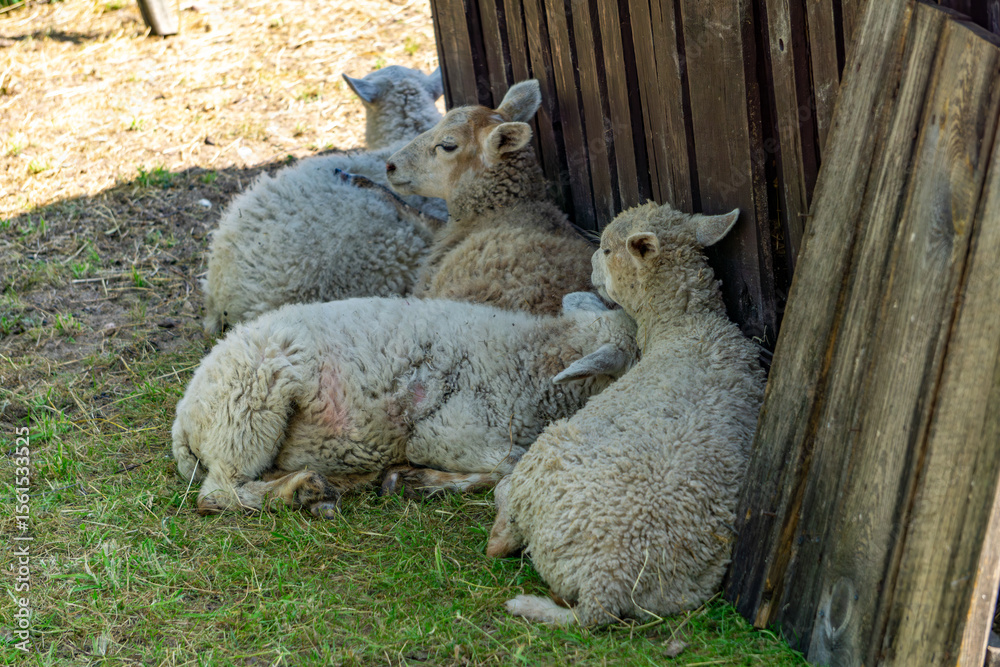 Obraz premium group of sheep lying on the grass next to a wooden fence, resting in the shade. The animals appear calm and relaxed. A peaceful rural scene capturing natural farm animal behavior.