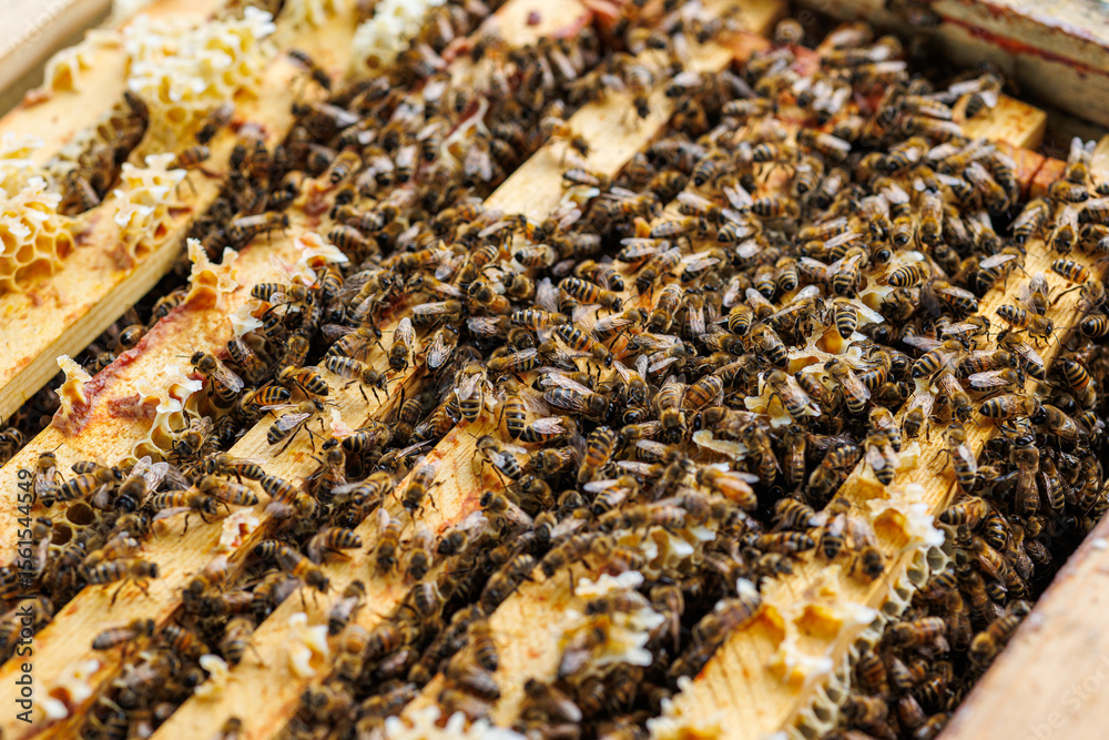 Honey Bees Working Inside Beehive Frame Close-Up, Macro shot of honey bees on wooden beehive frames, showing wax comb formation and active pollinator behavior. Honey Bees Working Inside Beehive Frame Close-Up, Macro shot of honey bees on wooden beehive frames, showing wax comb formation and active pollinator behavior.