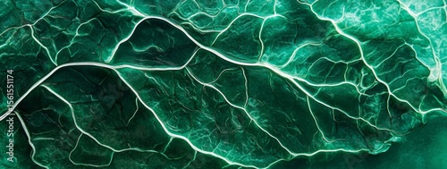 Close-up of a dark green leaf's detailed vein structure.