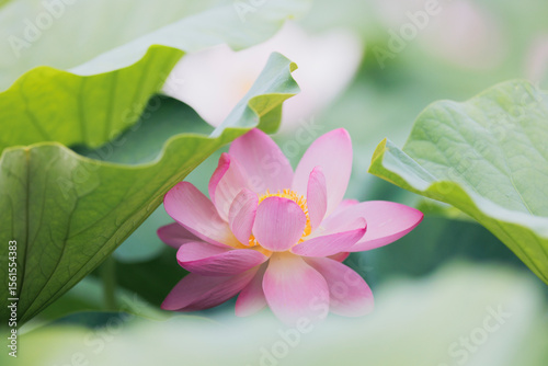 Close-up of a Pink Lotus Flower Blooming Among Green Leaves
