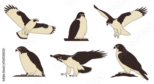 Hawk depicted in various poses and angles showing unique features  