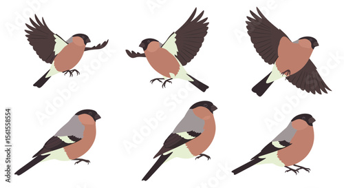 Bullfinch birds in different poses and angles on white background  