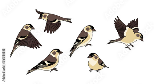 Siskin birds illustrated in various poses and angles  