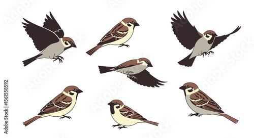 Sparrows in various poses and angles illustrating bird behavior  