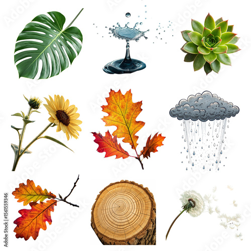 A collection of various natural elements isolated on transparent background, including leaves, flowers, water droplets, and a wooden log