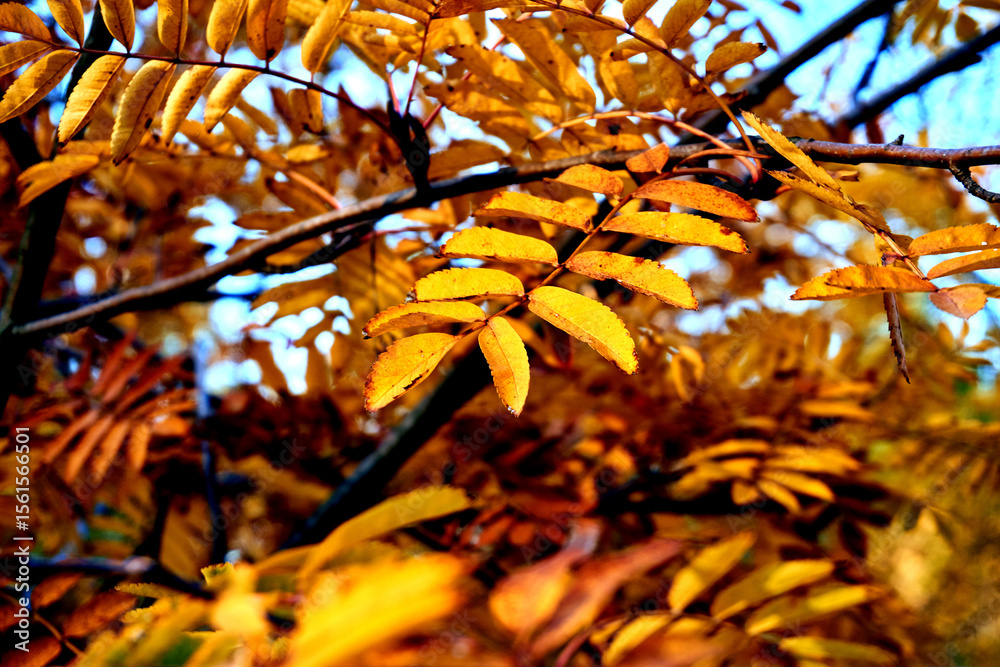 Autumn bright orange leaves.Solitude,calmness Autumn bright orange leaves.Solitude,calmness