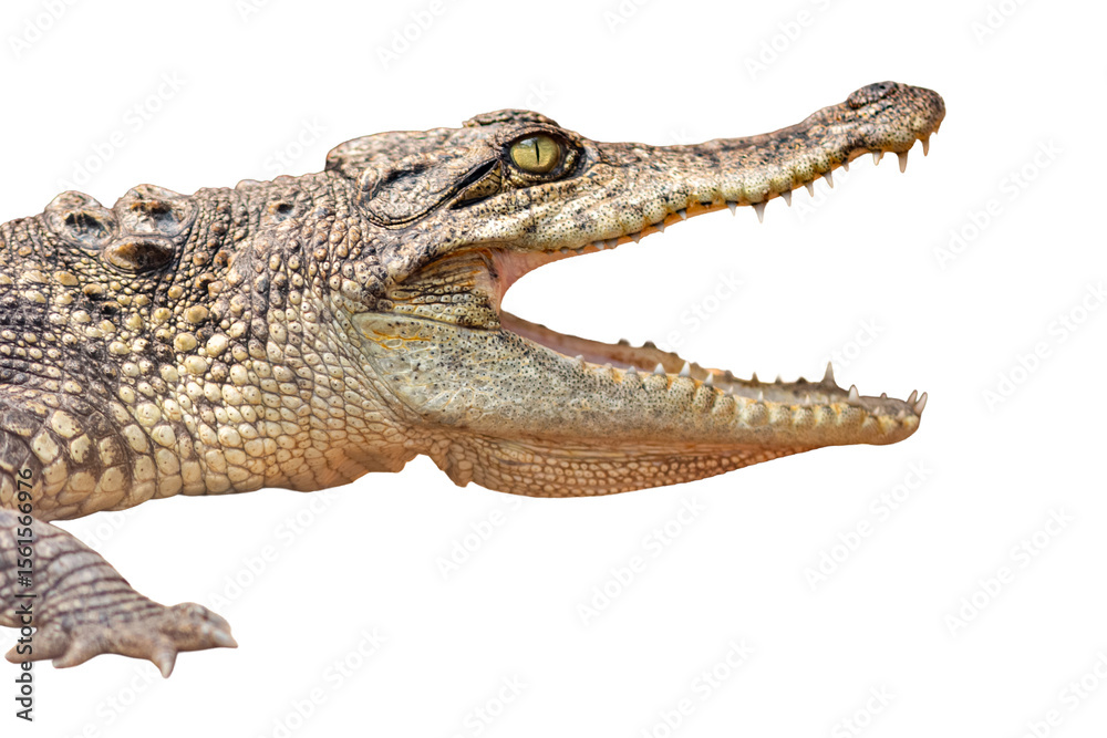 Crocodile open mouth isolated on white background Crocodile open mouth isolated on white background