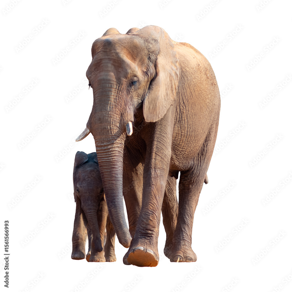 Fototapeta premium Baby elephant with mother isolated on white background