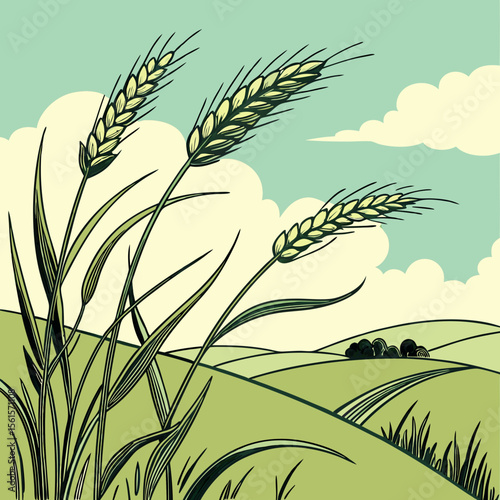 ears of wheat on a blue background