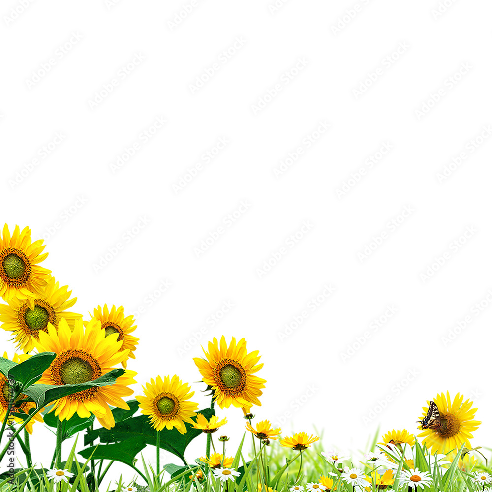 Fototapeta premium sunflowers frame isolated on white