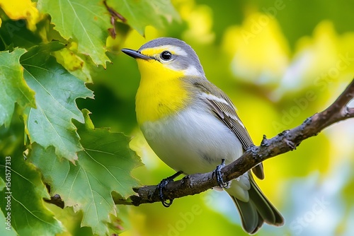 Singing yellow-rumped warbler forest wildlife photography spring close-up avian beauty