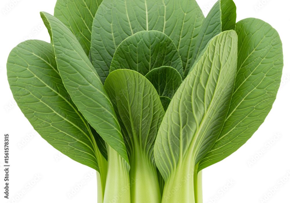 Obraz premium Fresh Green Bok Choy - Healthy Asian Vegetable
