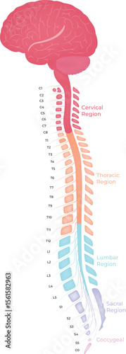 Anatomical illustration of the human brain and spinal cord, highlighting different regions.