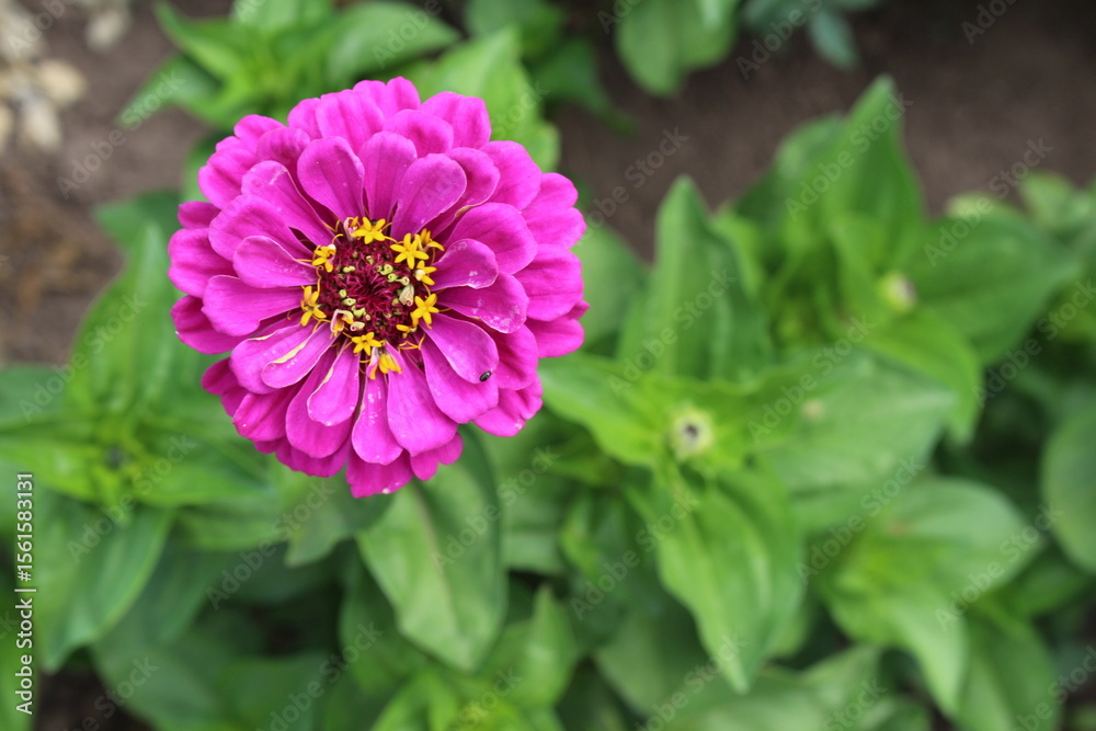 Fototapeta premium Summer flowers zinnia begin their beautiful bloom in our garden