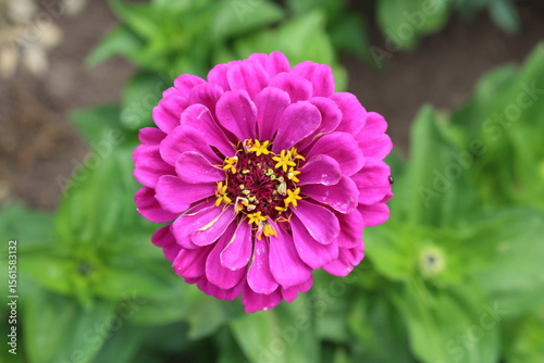 Summer flowers zinnia begin their beautiful bloom in our garden