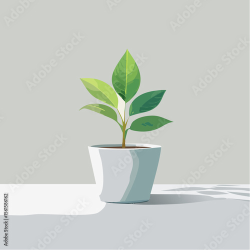 single plant in a pot on a clean surface with soft shadows
