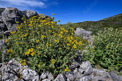 Strauchiges Brandkraut // Jerusalem sage (Phlomis fruticosa) - Pyrrhichos, Mani, Peloponnes, Griechenland