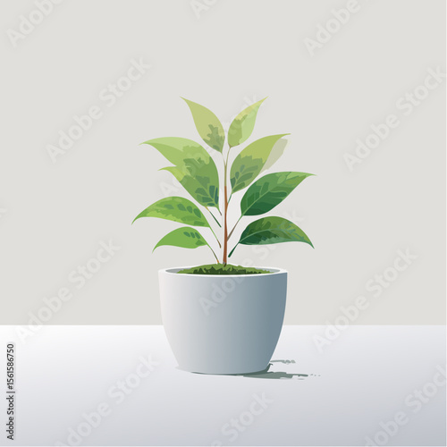 single plant in a pot on a clean surface with soft shadows