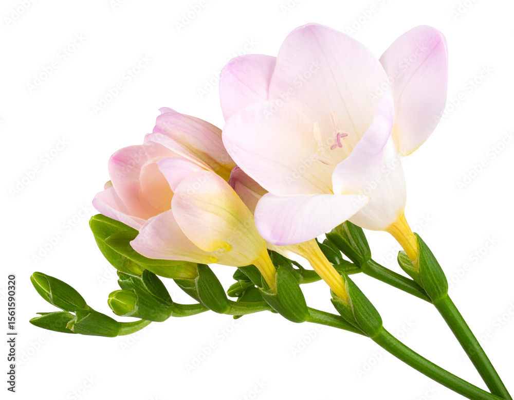 Naklejka premium Single Pink Freesia Flower with Stem Isolated on Transparent Background PNG