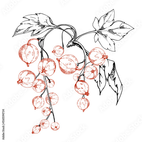 Currant gooseberry cluster bunch raceme with leaves, berry casseille jostaberry juneberry, vector ink hand drawn. Isolated botanical illustration. Craft eco cosmetics, aroma candles, jam jar labels