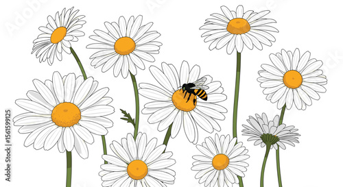 A delightful field of white daisy flowers with a busy bee collecting nectar on a bright sunny day