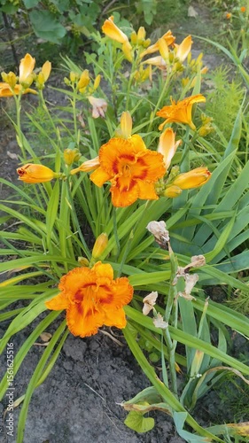 Vibrant Yellow-Red Lilies in Garden Sunlight