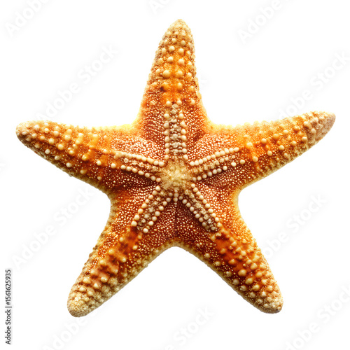 Starfish isolated on transparent background
