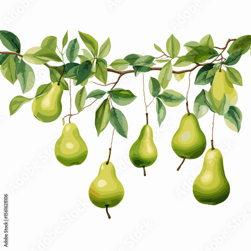 Green pears hanging on branch with leaves in natural style  