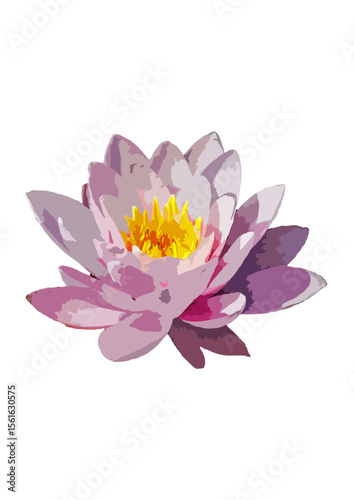 pink water lily