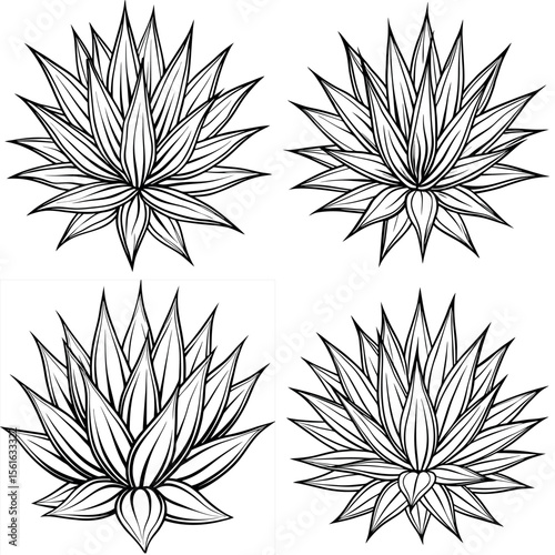 Four stylized agave plants in black and white line art illustration