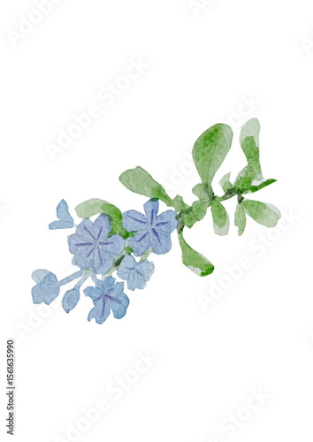 branch of lilac
