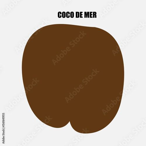 Rare Coco de Mer nut icon, sea coconut, coco de mer, or double coconut. Lodoicea fruit