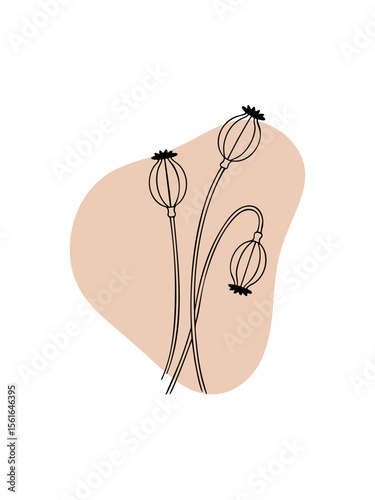 Poppy seed heads botanical line drawing with peach abstract background