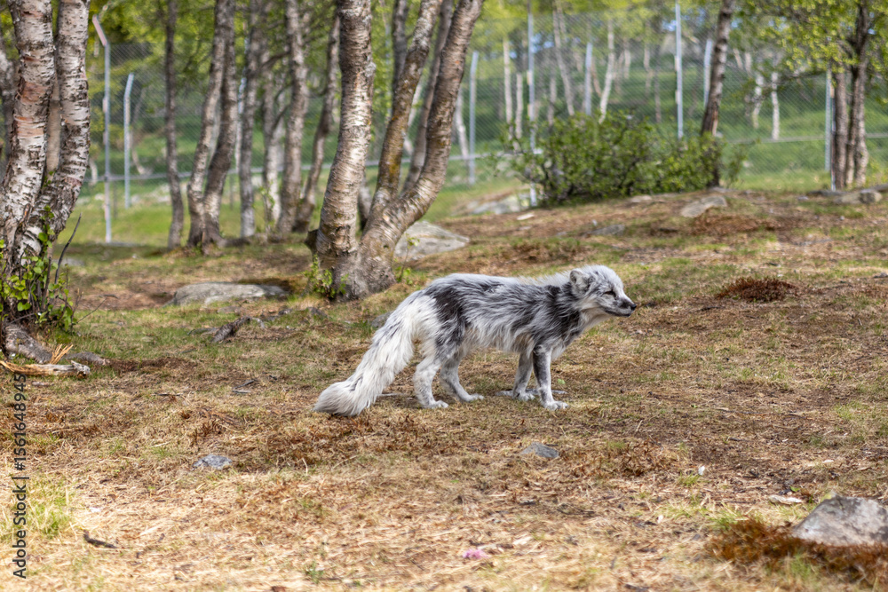 Fototapeta premium Arctic fox in summer, Norway