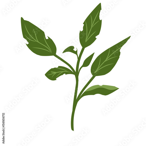 Illustration of a leaf with holes,leaves infected with pests, leaves eaten by caterpillars, vector of plants with holes bitten by insects