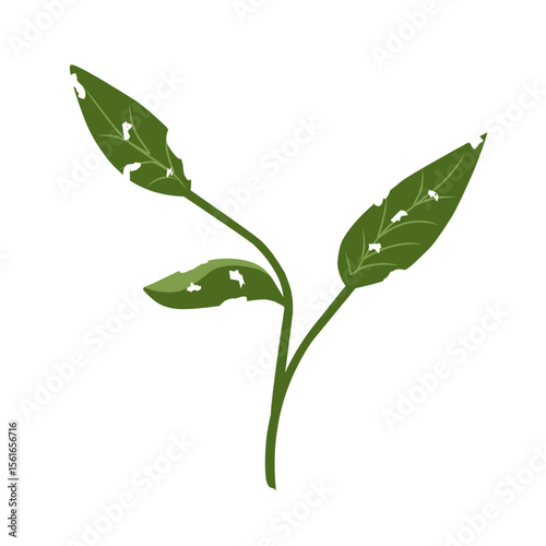 Illustration of a leaf with holes,leaves infected with pests, leaves eaten by caterpillars, vector of plants with holes bitten by insects