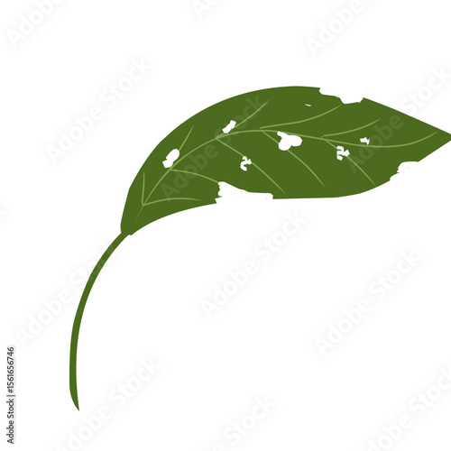 Illustration of a leaf with holes,leaves infected with pests, leaves eaten by caterpillars, vector of plants with holes bitten by insects