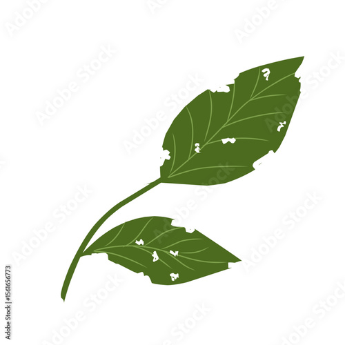Illustration of a leaf with holes,leaves infected with pests, leaves eaten by caterpillars, vector of plants with holes bitten by insects
