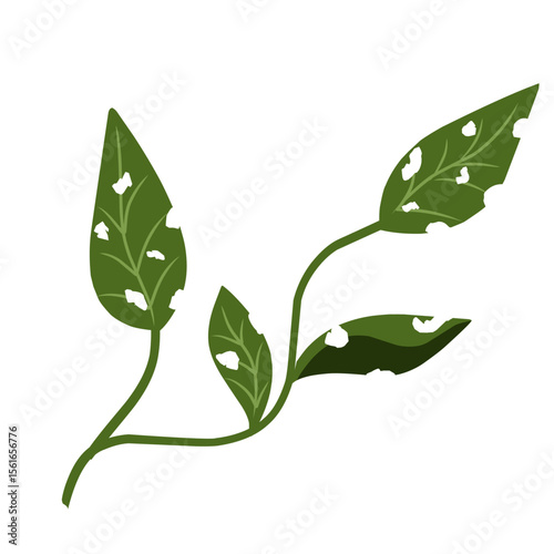 Illustration of a leaf with holes,leaves infected with pests, leaves eaten by caterpillars, vector of plants with holes bitten by insects