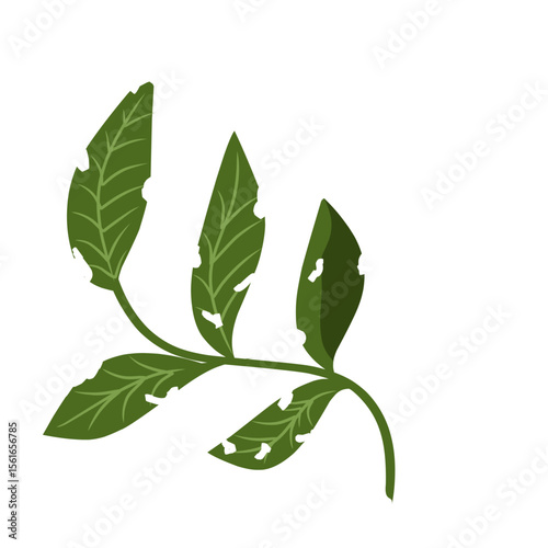 Illustration of a leaf with holes,leaves infected with pests, leaves eaten by caterpillars, vector of plants with holes bitten by insects