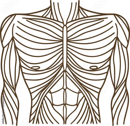 Human torso muscle anatomy illustration upper body musculature, chest, abdomen and arm structure diagram