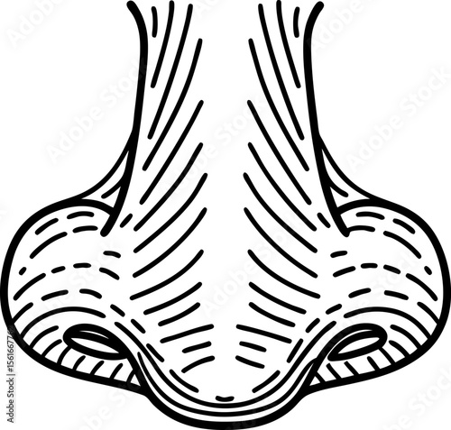 Human nose illustration black and white anatomical drawing showing nostrils and nasal structure, medical concept