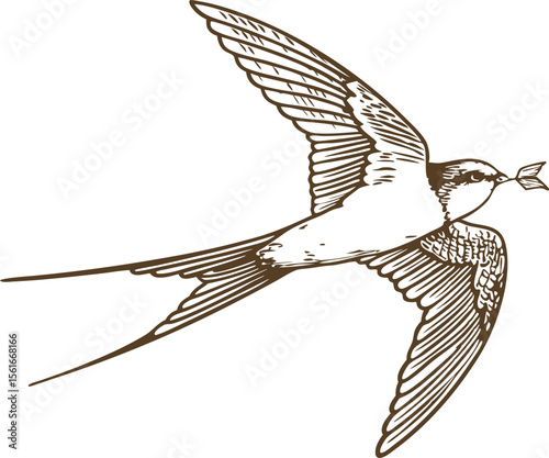 Swallow bird flying with twig vintage hand drawn illustration, elegant freedom and spring migration concept