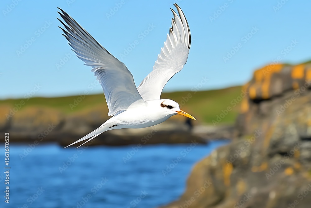 Fototapeta premium Bird in flight coastal ocean wildlife photography natural habitat side view avian behavior