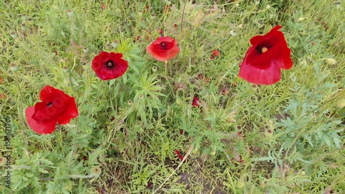 Blooming poppies sway in the wind