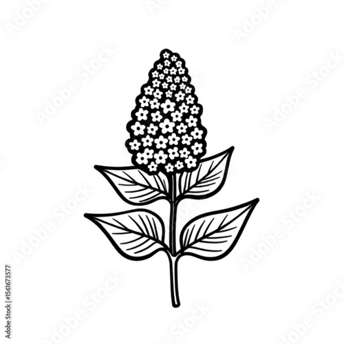 Stylized black and white illustration of a lilac flower inflorescence with leaves 