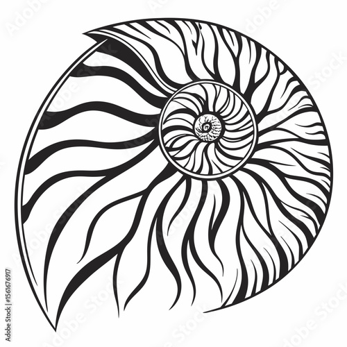 Black and White Nautilus Shell Illustration with Detailed Chamber Structure